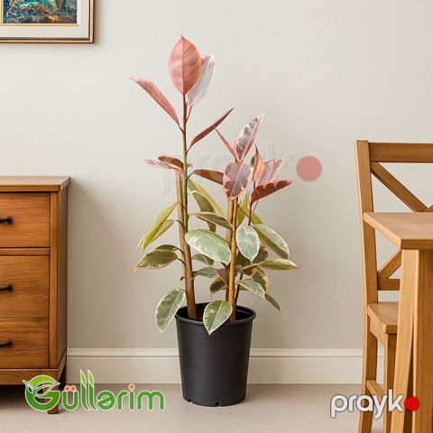 Ficus Elastica (Fikus elastika) — Bakı