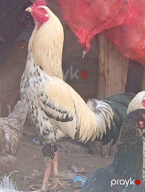 Heyratı xoruzu — Bakı