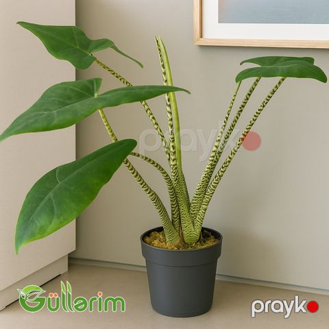 Alokaziya Zebrina (Alocasia zebrina) — Bakı