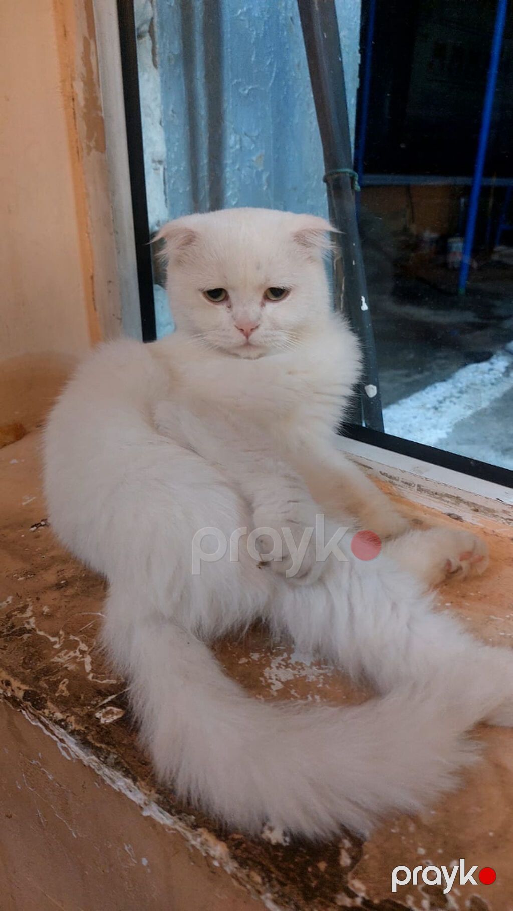 Şotland, Yaxşı əllərə, Ünvandan götürmə — Pişiklər, Bakı (2)