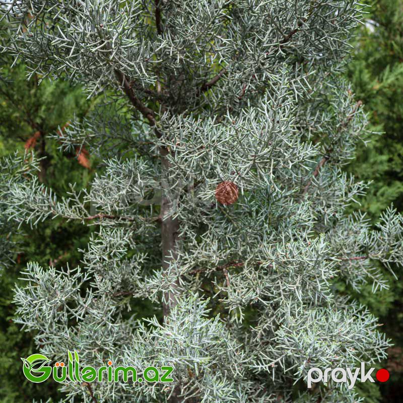 Arizona kiparis (Cupressus arizonica) — Bitkilər, Bakı (4)