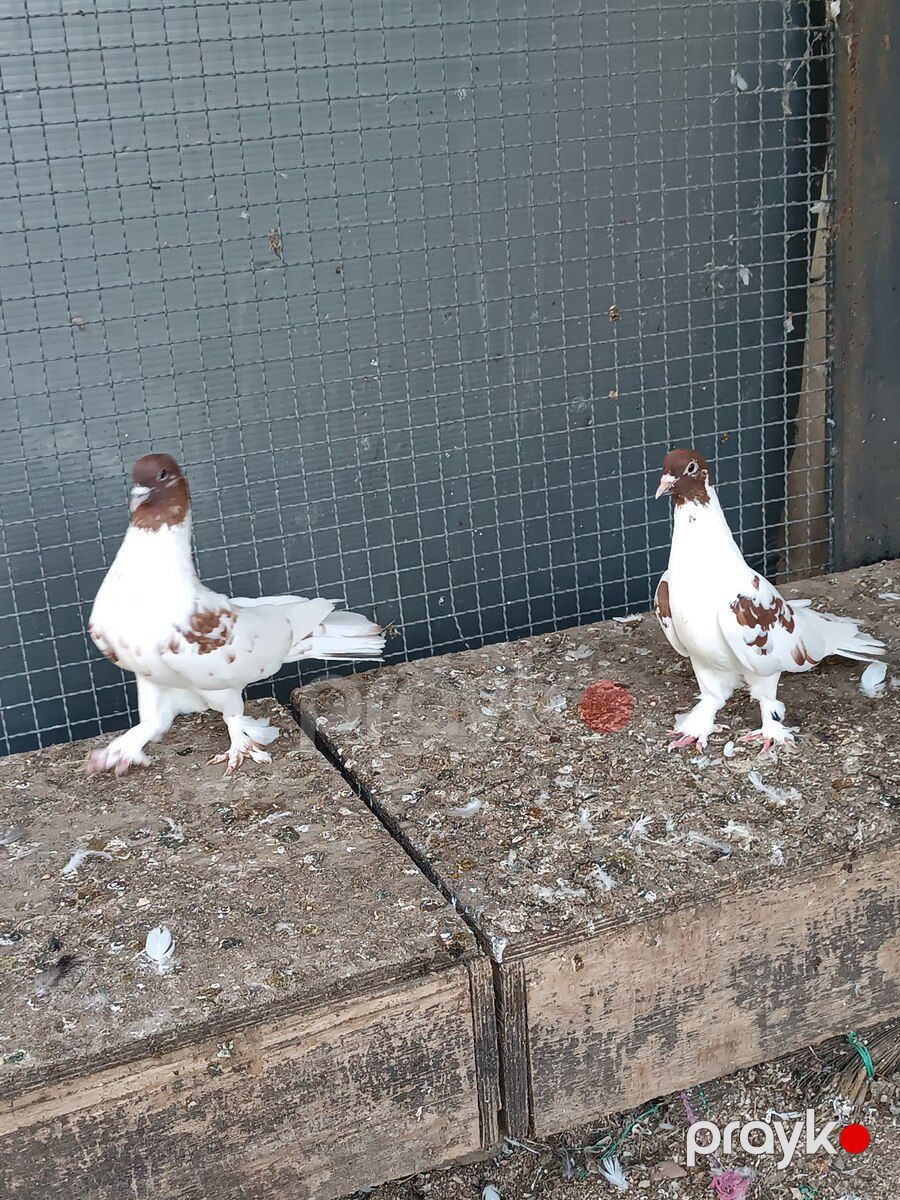 Göyərçinlər — Quşlar, Bakı (3)