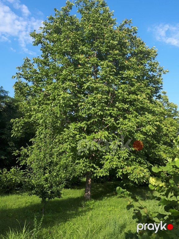 62 sot torpaq sahəsi, Qəbələ ş — Torpaq, Qəbələ (10)