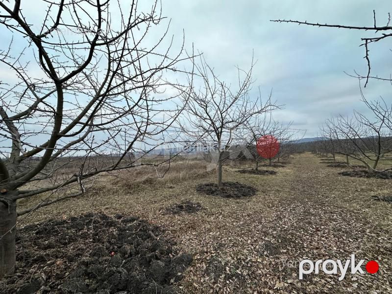 Satılır Torpaq sahəsi, 16 sot, Quba — Torpaq, Quba (2)