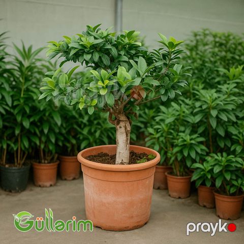 Ficus Microcarpa (Fikus Mikrokarpa) — Bakı