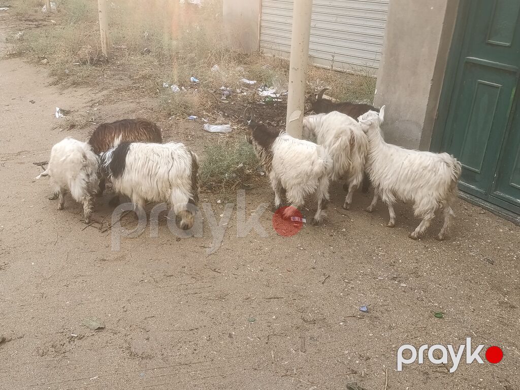 7 ədədi Çəpiş 6 Erkeyi bir dişi Üstü üstə 125 Razılaşmaq olar — Kənd təsərrüfatı heyvanları, Digah (4)