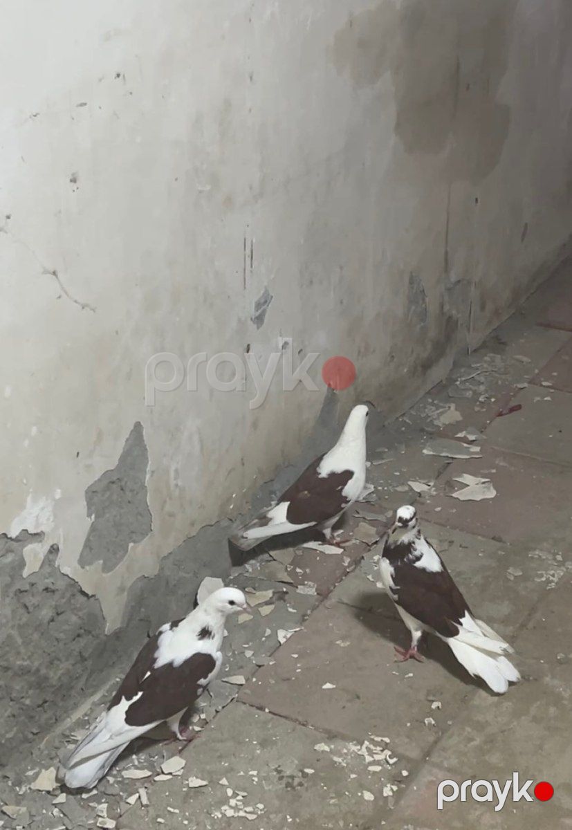 Göyərçinlər — Quşlar, Bakı (3)