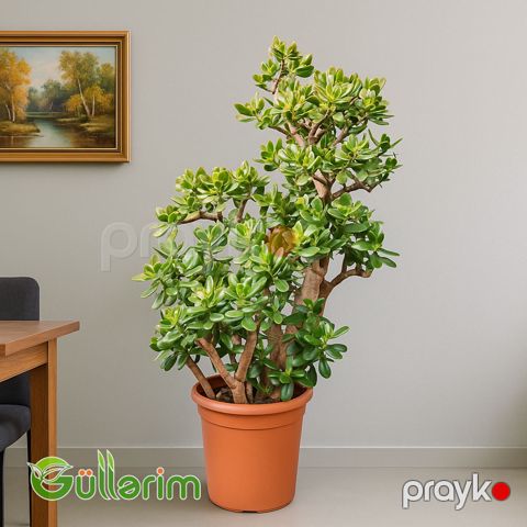 Crassula Ovata (Krasula - Pul ağacı) — Bakı