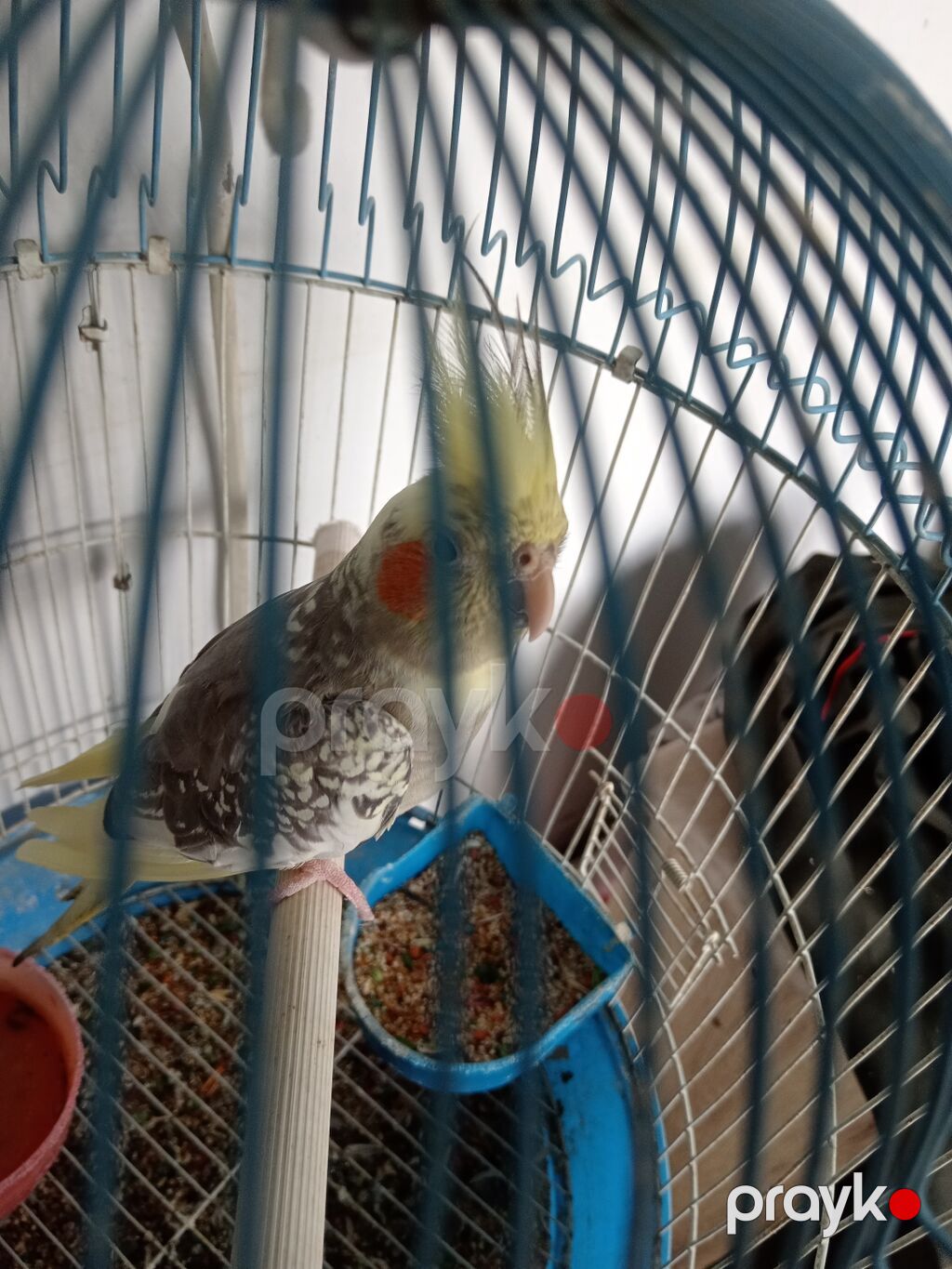 Növ: Nimfa tutuquşu (Cockatiel), kresli saçaqlı, yanaqlarında narıncı — Tutyun papağayı, Digah (4)