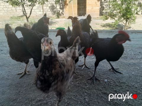 Toyuq, Yumurtalıq — Bakı
