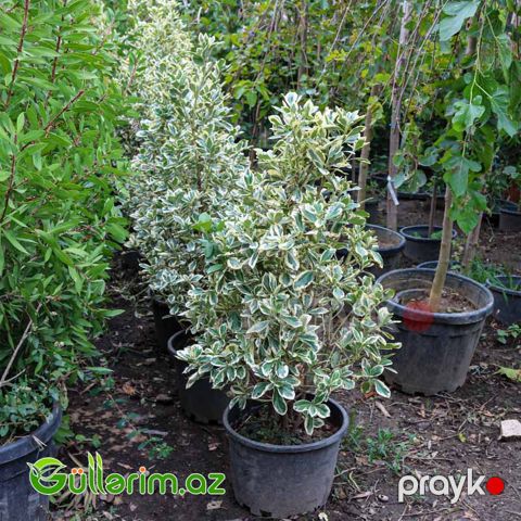 Eveniums (Pittosporum)