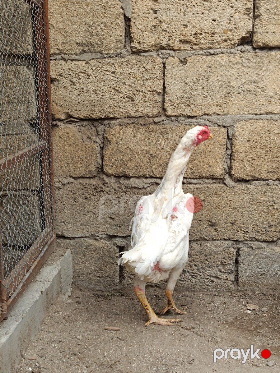 Heyratı fərə — Quşlar, Sumqayıt (4)