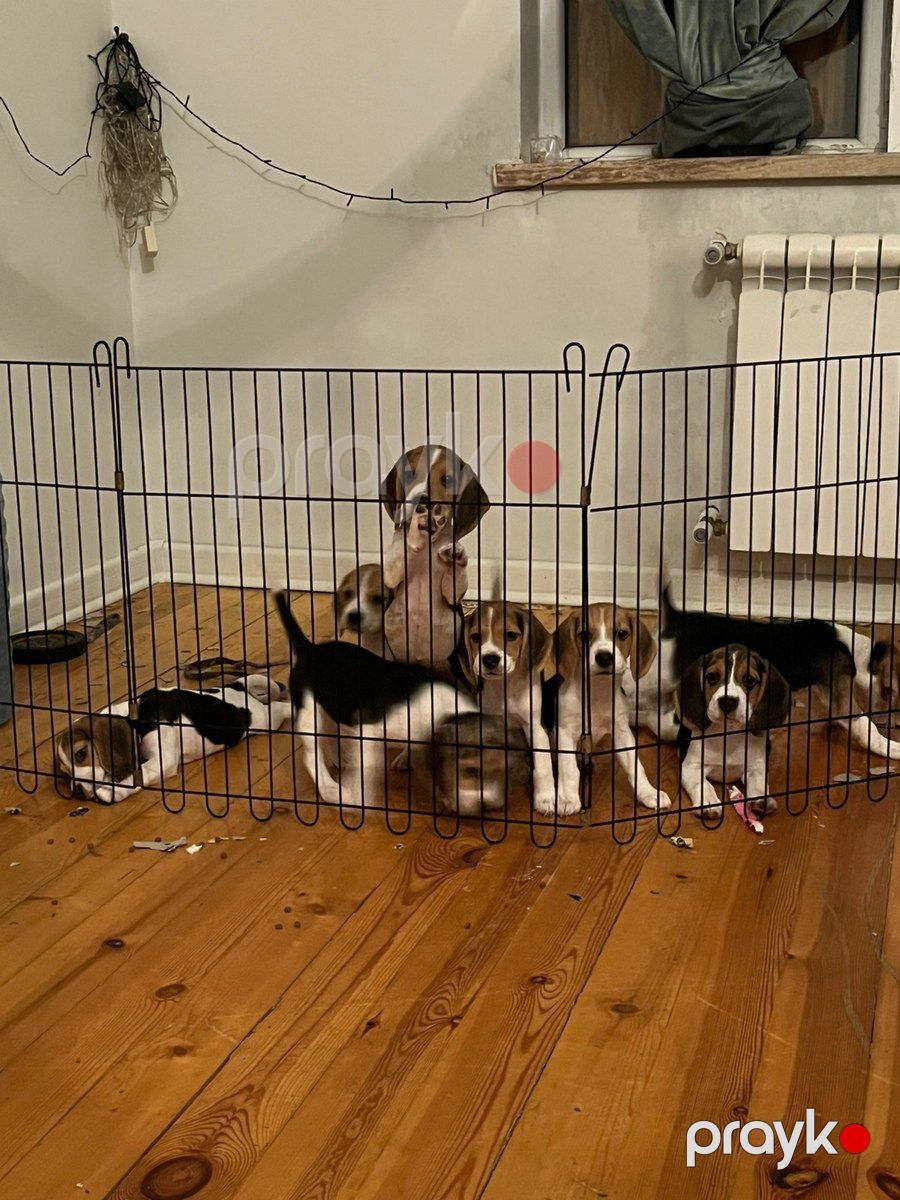 Beagle balaları — Köpəklər, Bakı (6)