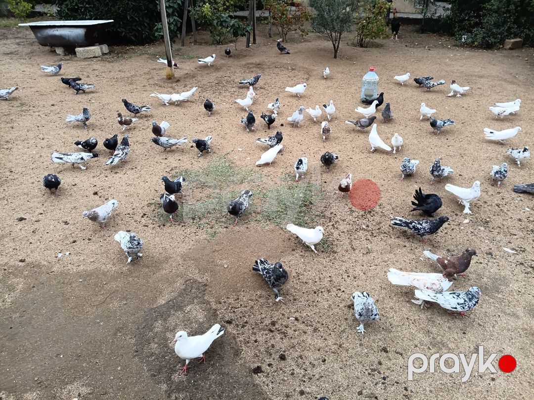Göyərçinlər — Quşlar, Bakı (3)