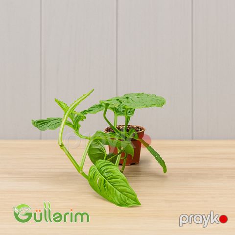 Faleziya (Philodendron) — Bakı