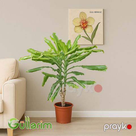 Dracaena fragrans (Drasena fraqnans) — Bakı
