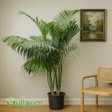 Kentia Palm (Kentiya palma) — Goods