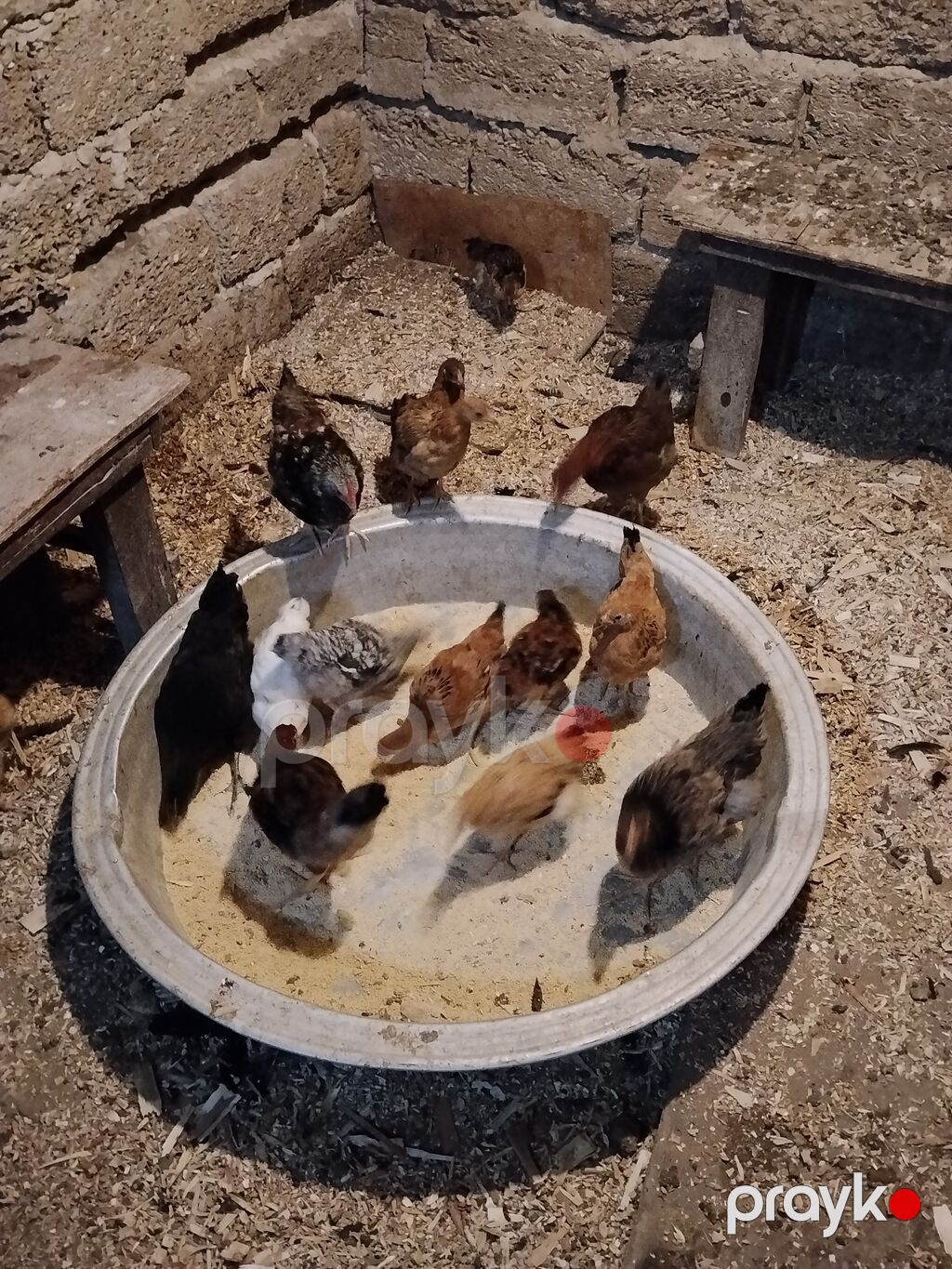Toyuq cücələri, Ətlik — Toyuq və xoruz, Bakı (2)