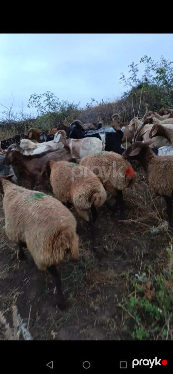 Qoyunlar — Kənd təsərrüfatı heyvanları, Şabran (2)