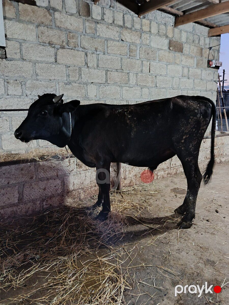 Danalar — Kənd təsərrüfatı heyvanları, Şabran (8)