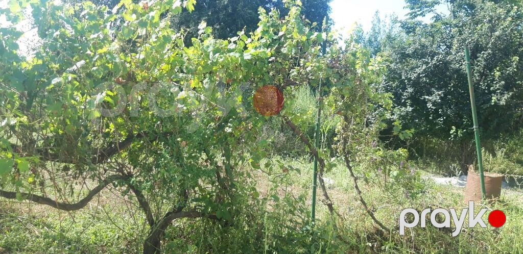 Heyvandarlıq üçün ferma binası - Dəyərindən qat qat az məbləğə — Əmlak, Bakı (7)