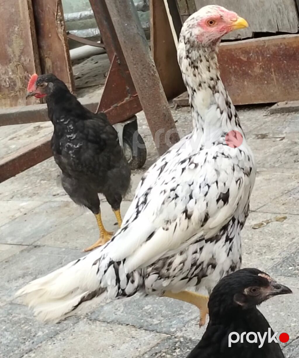 Xoruz, il: 3, Ünvandan götürmə — Toyuq və xoruz, Digah (4)