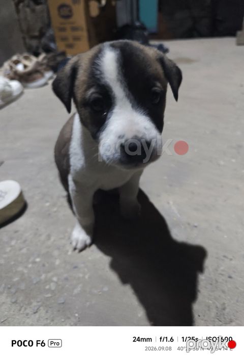 1 ay — Bakı