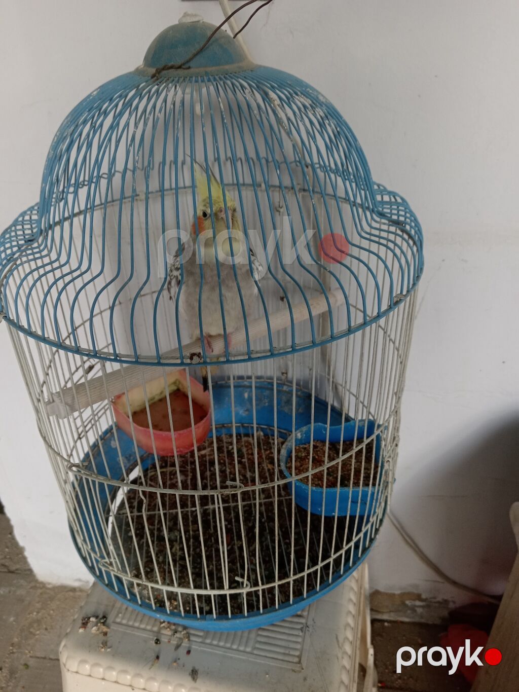 Məhsul: Nimfa tutuquşu (cockatiel) – lələyi sarı çəlpaq, yanaqlarda — Tutyun papağayı, Digah (4)