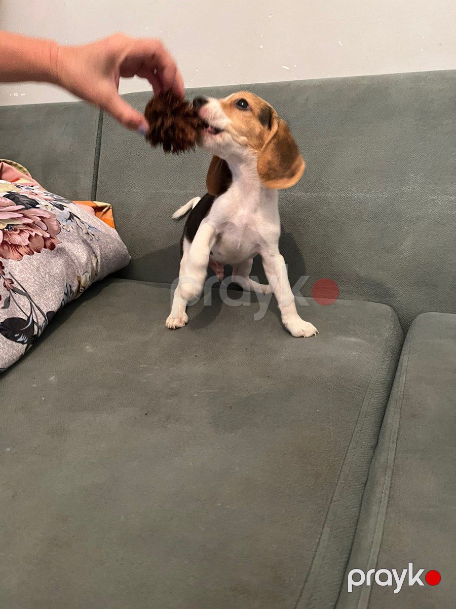 Beagle balaları — Köpəklər, Bakı (4)