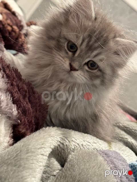 Şinşilla, Dişi, Yaxşı əllərə, Ödənişli çatdırılma
