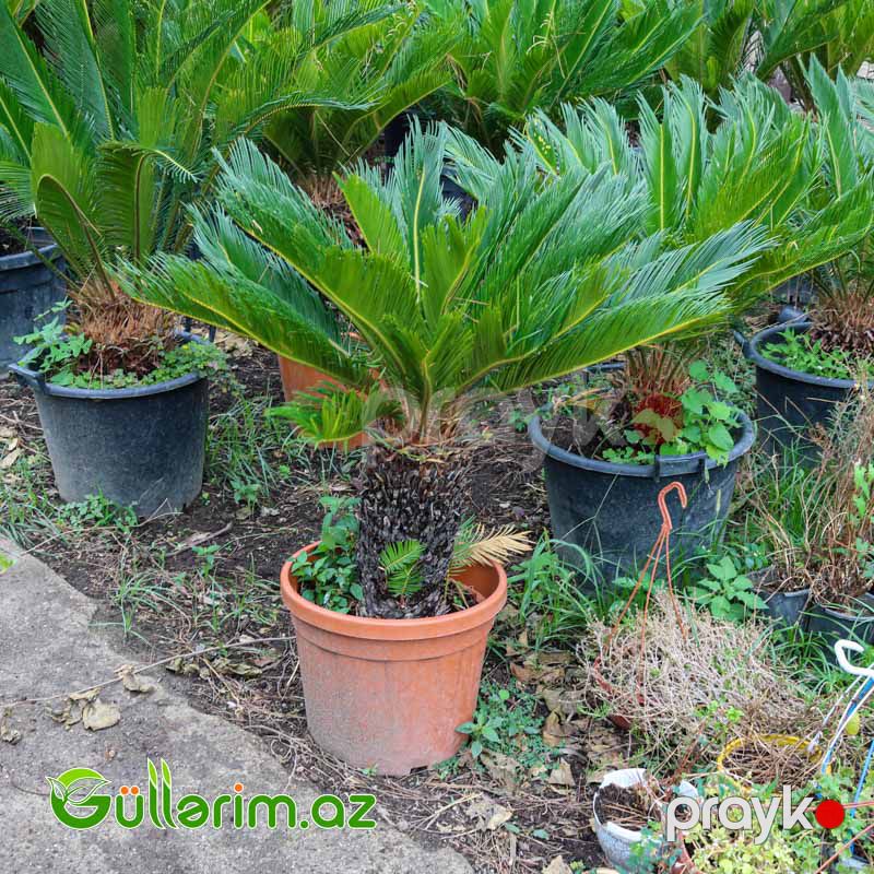 Sekas Palması (Cycas revoluta –Sekas) — Bitkilər, Bakı (4)
