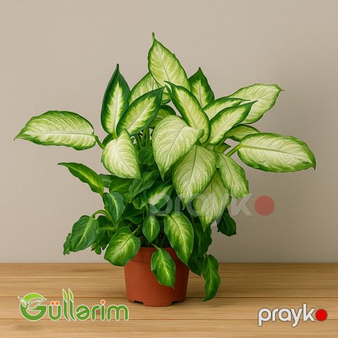Difenbaxiya (Dieffenbachia) — Bakı
