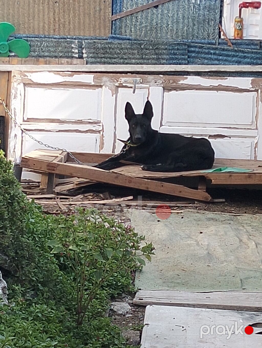 Alman çoban iti, 1 il, Dişi, Ünvandan götürmə, Ödənişli çatdırılma — Köpəklər, Digah (2)