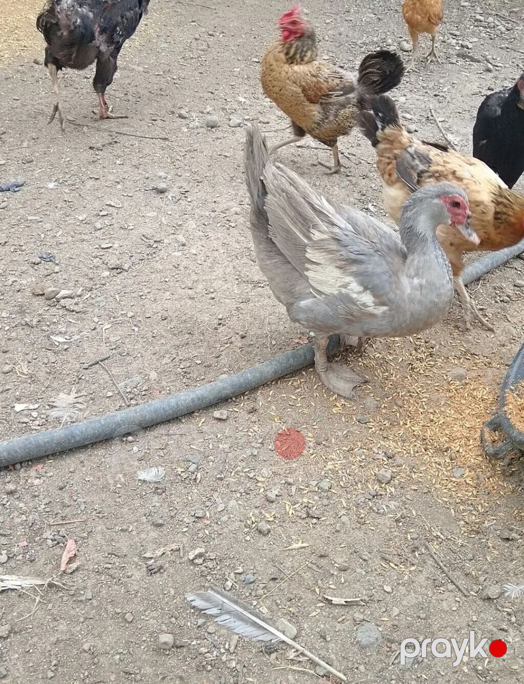 Salam.Lavanda lal ördəkləri satılır.1il4 aylıqdılar,2 erkək 1 dişi — Digərləri, Gəncə (4)