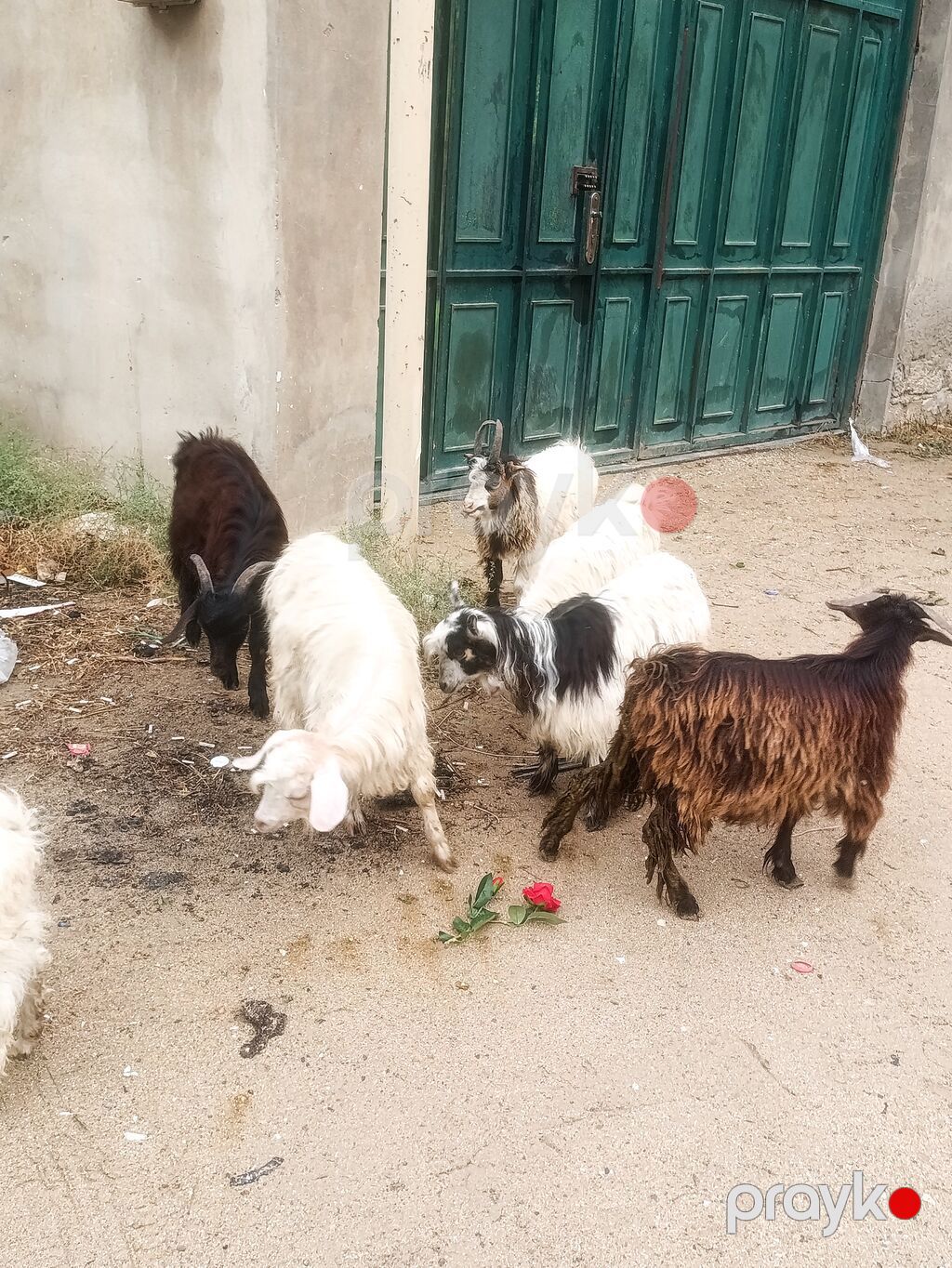 7 ədədi Çəpiş 6 Erkeyi bir dişi Üstü üstə 125 Razılaşmaq olar — Kənd təsərrüfatı heyvanları, Digah (2)
