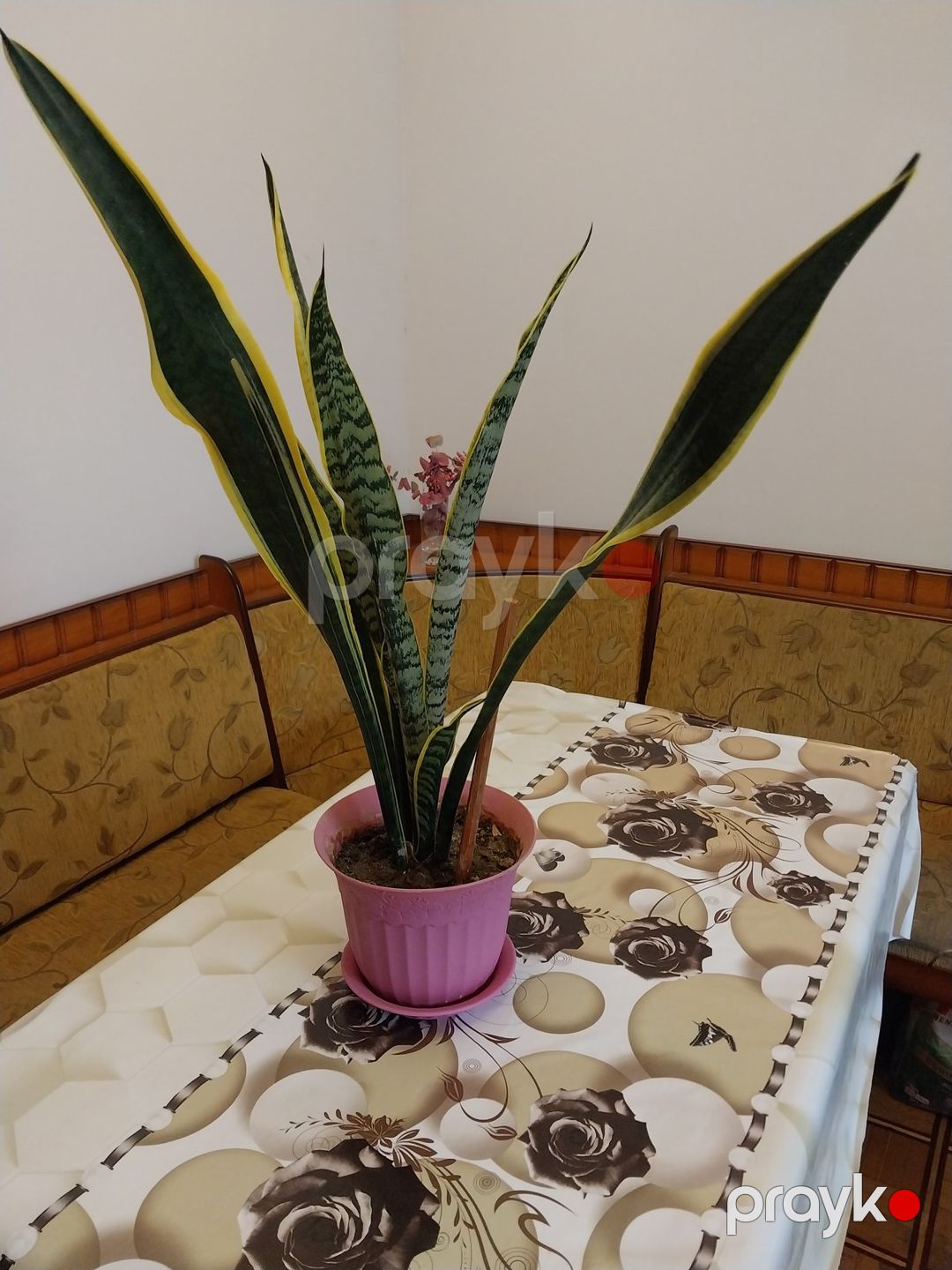 Sansevieria — Bitkilər, Bakı (2)