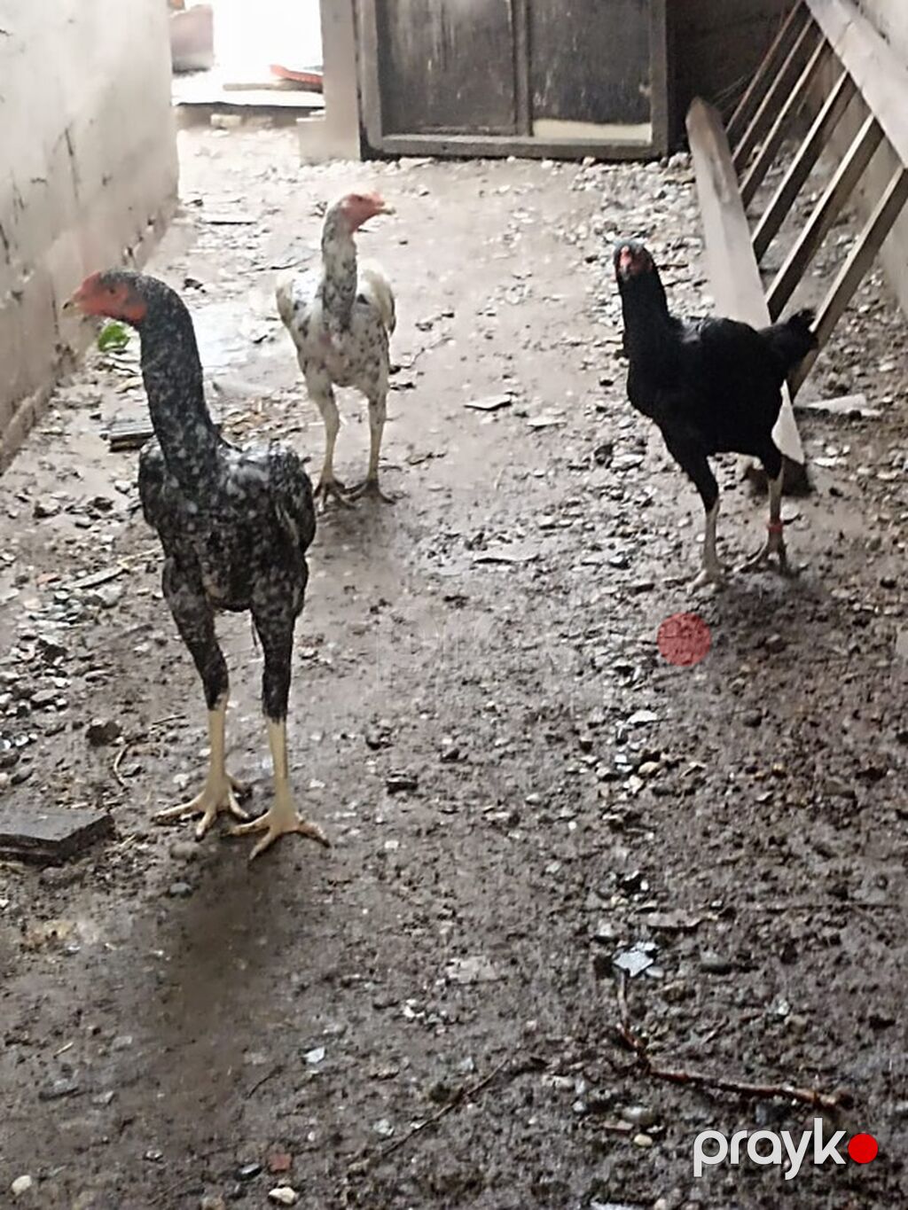 Toyuq, Damazlıq — Toyuq və xoruz, Bakı (3)