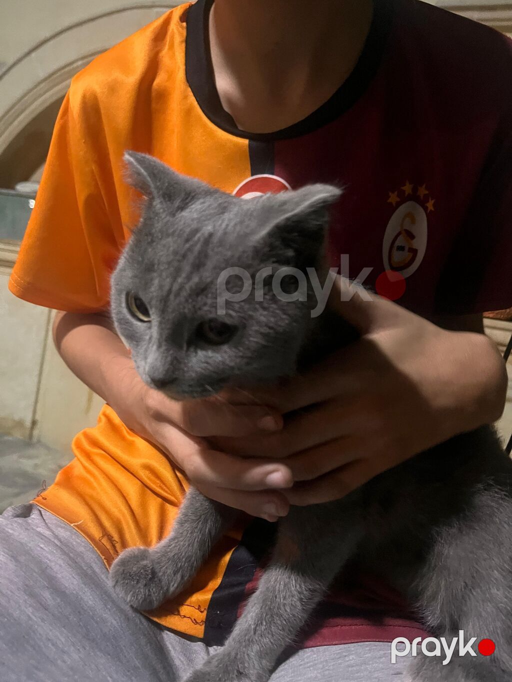 Şotland yastı qulaq — Pişiklər, Ceyranbatan (2)