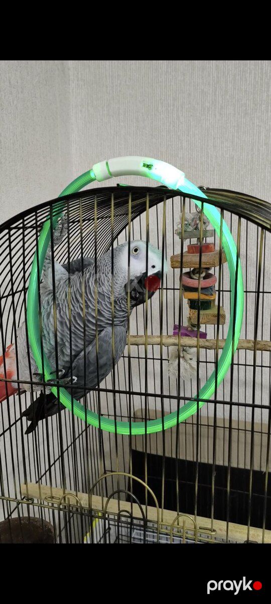 Tutuquşu Jako — Quşlar, Bakı (7)
