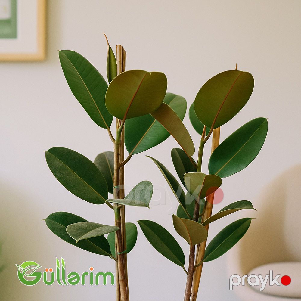 Ficus Elastica (Fikus elastika) — Bitkilər, Bakı (2)