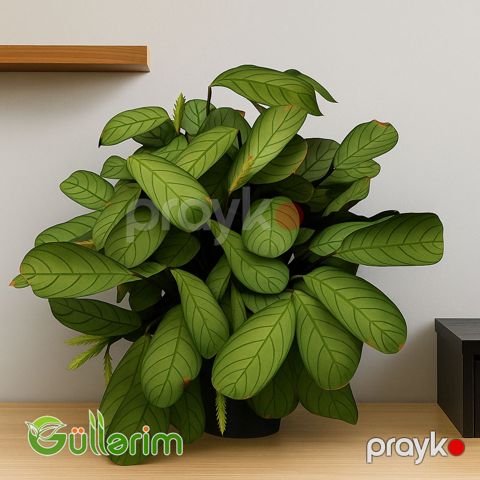 Maranta (Dua Bitkisi — Bakı