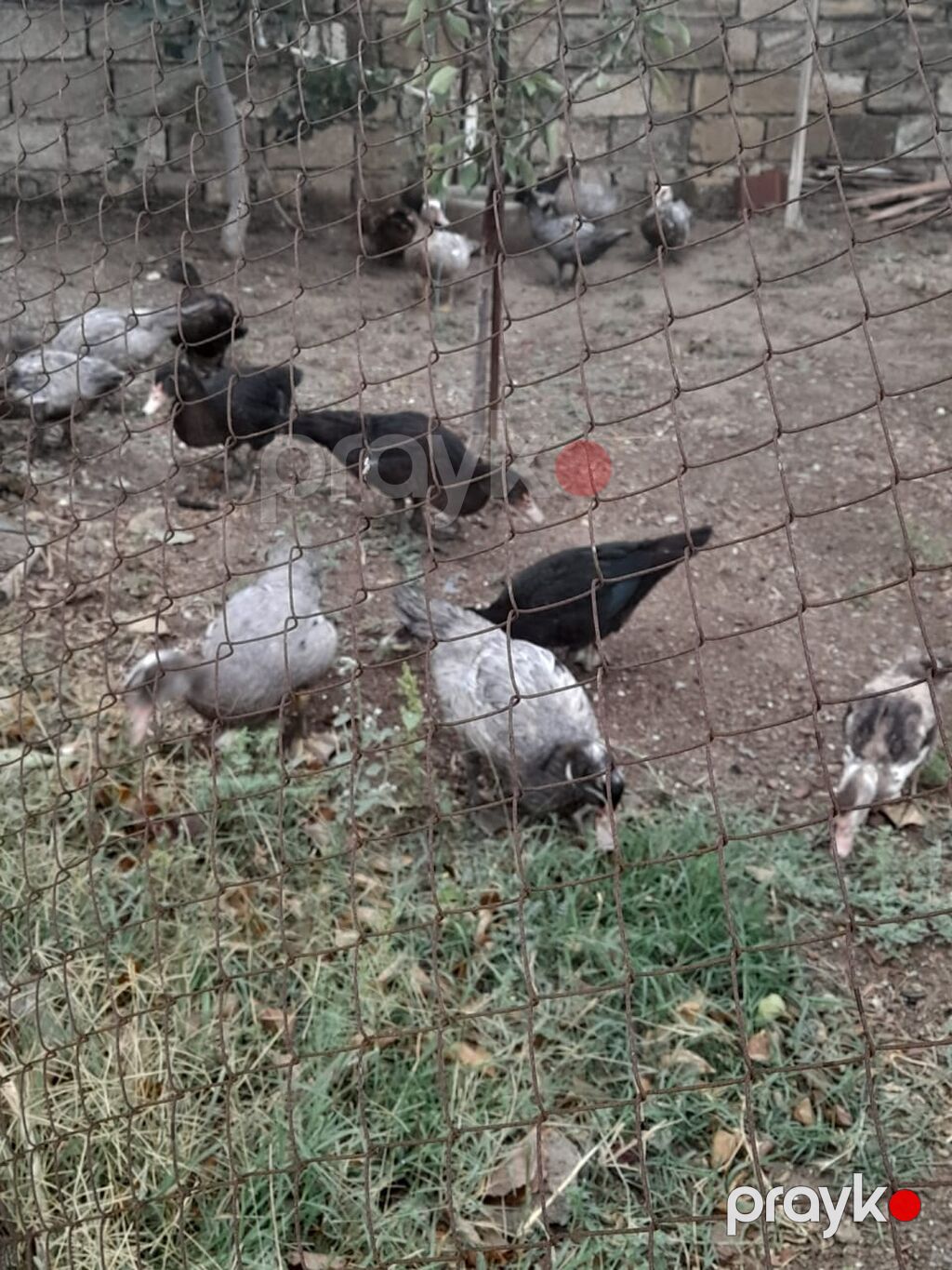 Musk ördəkləri (indo duck) – yetkin quşlar və balalar - Cins: Musk — Digərləri, Pirəkəşkül (3)