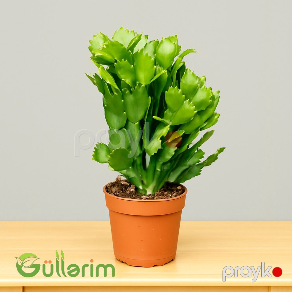 Schlumbergera truncata (Dekabrist gülü) — Bitkilər, Bakı (2)
