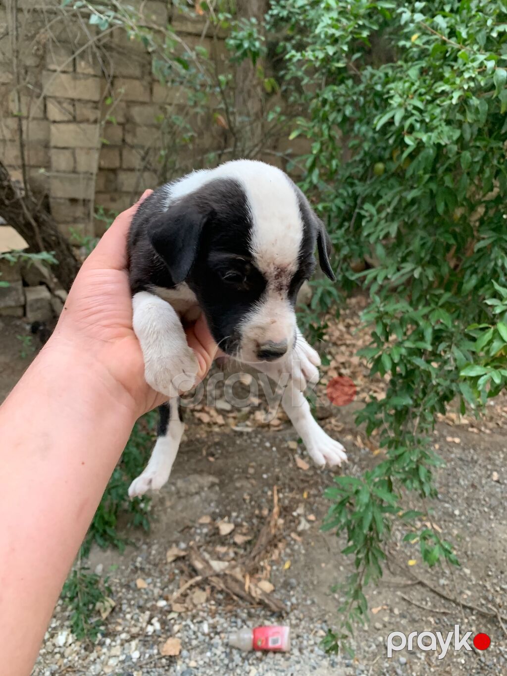 Amstaff/Pitbull penvendli 1 ayliq 4 dişi 4 erkek Şəkillərdə balaca — Köpəklər, Biləsuvar (2)