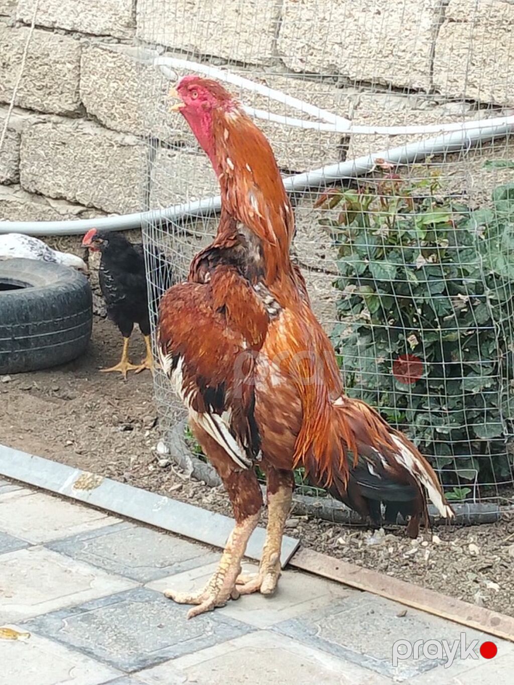 Xoruz, il: 3, Ünvandan götürmə — Toyuq və xoruz, Digah (2)
