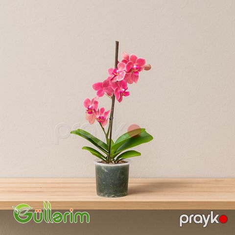 Rəngli Orxideya (Phalaenopsis) — Bakı