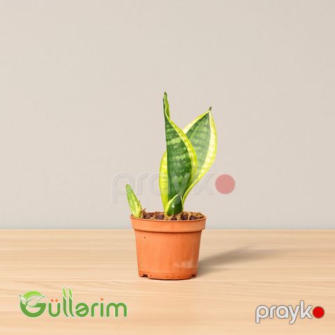 Sansevieria (Sansiveriya) — Bakı