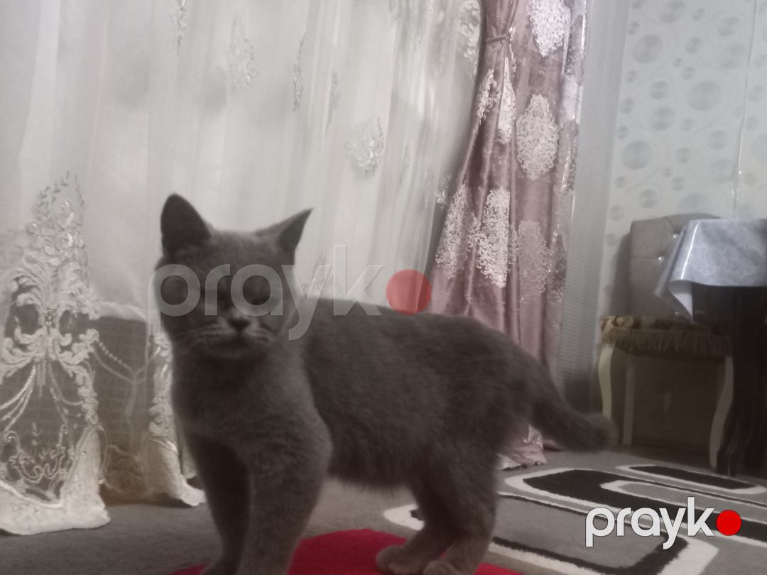 Britan pişiyi — Pişiklər, Bakı (3)
