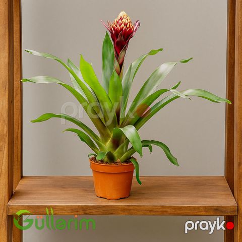 Guzmania — Bakı