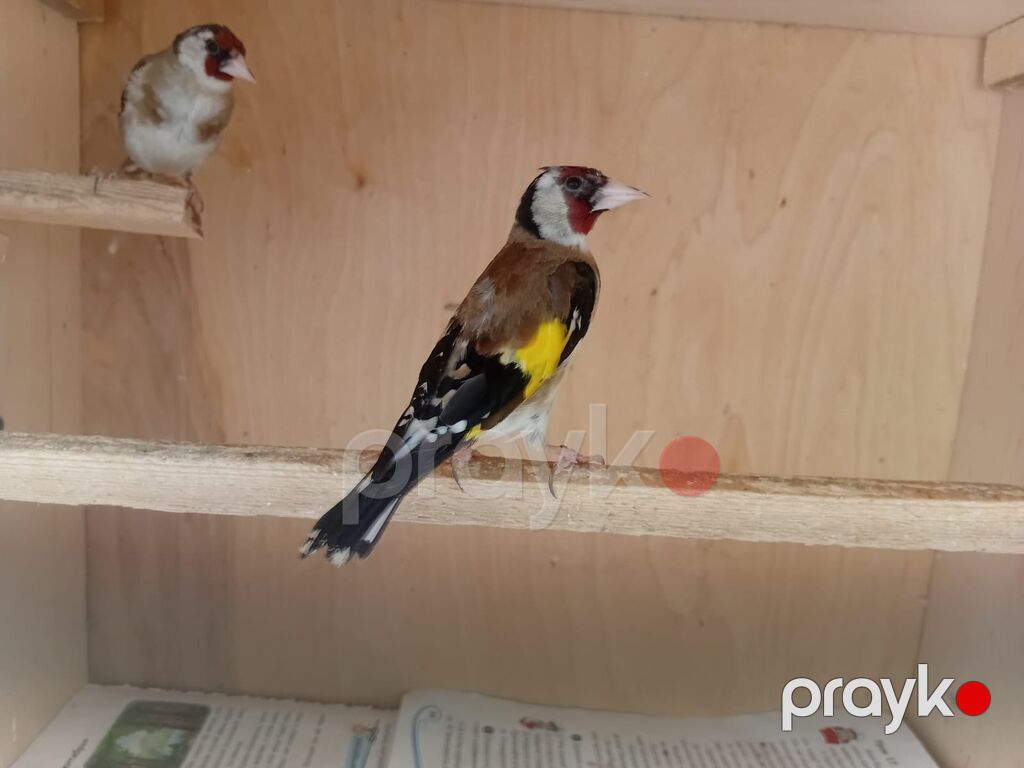 Qefeze alişmiş saka payiz bulbulu cutduler erkəyi maya — Digərləri, Digah (2)